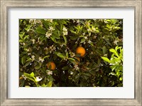 Framed Orange trees in an orchard, Santa Paula, Ventura County, California, USA