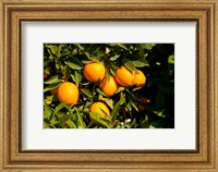 Framed Oranges, Santa Paula, Ventura County, California