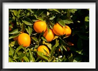 Framed Oranges, Santa Paula, Ventura County, California