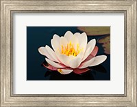 Framed Water lily in a pond, Mendocino Coast Botanical Gardens, Fort Bragg, California, USA