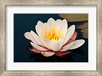 Framed Water lily in a pond, Mendocino Coast Botanical Gardens, Fort Bragg, California, USA
