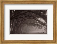 Framed Cypress trees at misty morning, Fort Bragg, California, USA