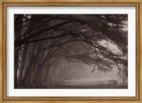 Framed Cypress trees at misty morning, Fort Bragg, California, USA
