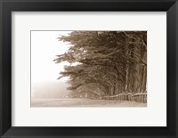 Framed Cypress trees along a farm, Fort Bragg, California, USA