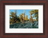 Framed Bristlecone Pine Grove, White Mountains, California