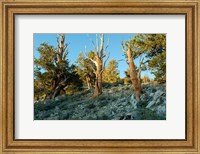 Framed Bristlecone Pine Grove, White Mountains, California