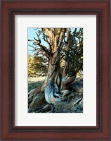 Framed Ancient Bristlecone Pine Forest, White Mountains, California