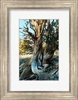 Framed Ancient Bristlecone Pine Forest, White Mountains, California