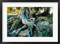 Framed Bristlecone Pine Grove at Ancient Bristlecone Pine Forest, White Mountains, California