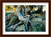 Framed Bristlecone Pine Grove at Ancient Bristlecone Pine Forest, White Mountains, California