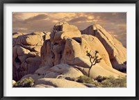 Framed Rock formations and Joshua tree at Joshua Tree National Park, California, USA