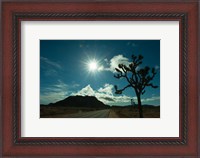 Framed Joshua tree at the roadside, Joshua Tree National Park, California, USA