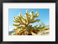 Framed Cactus at Joshua Tree National Park, California, USA