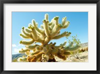 Framed Cactus at Joshua Tree National Park, California, USA