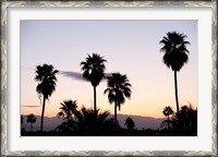 Framed Silhouette of palm trees at dusk, Palm Springs, Riverside County, California, USA