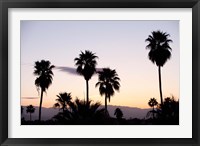 Framed Silhouette of palm trees at dusk, Palm Springs, Riverside County, California, USA
