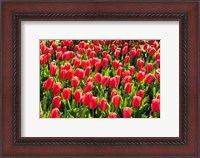 Framed Field of Red Tulips