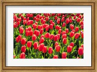 Framed Field of Red Tulips