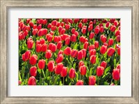 Framed Field of Red Tulips