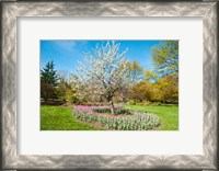 Framed Tree in Sherwood Gardens, Baltimore, Maryland