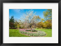 Framed Tree in Sherwood Gardens, Baltimore, Maryland