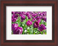 Framed Purple Tulips