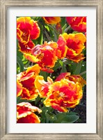 Framed Tulips at Sherwood Gardens, Baltimore, Maryland