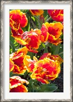 Framed Tulips at Sherwood Gardens, Baltimore, Maryland