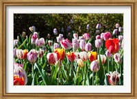 Framed Field of Tulips