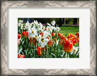 Framed Tulips and other flowers at Sherwood Gardens, Baltimore, Maryland, USA