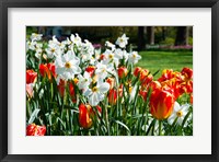 Framed Tulips and other flowers at Sherwood Gardens, Baltimore, Maryland, USA