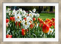 Framed Tulips and other flowers at Sherwood Gardens, Baltimore, Maryland, USA