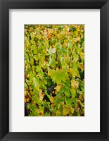 Framed Vineyard in autumn, Chigny-les-Roses, Marne, Champagne-Ardenne, France