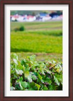 Framed Vineyards in autumn, Chigny-les-Roses, Marne, Champagne-Ardenne, France