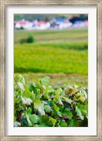 Framed Vineyards in autumn, Chigny-les-Roses, Marne, Champagne-Ardenne, France