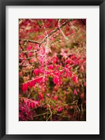 Framed Close-up of a plant in a garden in autumn, Musee de l'Ecole de Nancy, Nancy, Meurthe-et-Moselle, Lorraine, France