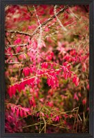 Framed Close-up of a plant in a garden in autumn, Musee de l'Ecole de Nancy, Nancy, Meurthe-et-Moselle, Lorraine, France