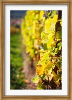 Framed Vineyards in autumn, Mittelbergheim, Alsatian Wine Route, Bas-Rhin, Alsace, France