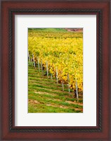 Framed Vineyard, Ozenay, Maconnais, Saone-et-Loire, Burgundy, France