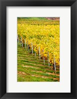 Framed Vineyard, Ozenay, Maconnais, Saone-et-Loire, Burgundy, France