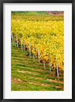 Framed Vineyard, Ozenay, Maconnais, Saone-et-Loire, Burgundy, France