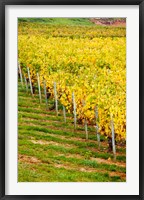 Framed Vineyard, Ozenay, Maconnais, Saone-et-Loire, Burgundy, France