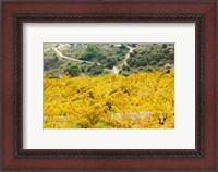 Framed Vineyards, Collioure, Vermillion Coast, Pyrennes-Orientales, Languedoc-Roussillon, France (horizontal)
