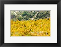 Framed Vineyards, Collioure, Vermillion Coast, Pyrennes-Orientales, Languedoc-Roussillon, France (horizontal)