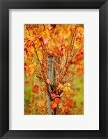 Framed Vineyard in autumn, Gaillac, Tarn, Midi-Pyrenees, France (vertical)