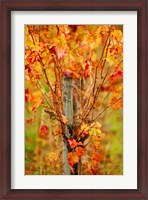 Framed Vineyard in autumn, Gaillac, Tarn, Midi-Pyrenees, France (vertical)