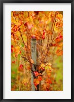 Framed Vineyard in autumn, Gaillac, Tarn, Midi-Pyrenees, France (vertical)