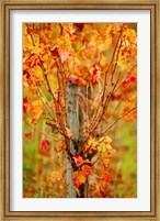 Framed Vineyard in autumn, Gaillac, Tarn, Midi-Pyrenees, France (vertical)