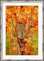 Framed Vineyard in autumn, Gaillac, Tarn, Midi-Pyrenees, France (vertical)
