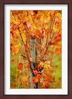 Framed Vineyard in autumn, Gaillac, Tarn, Midi-Pyrenees, France (vertical)